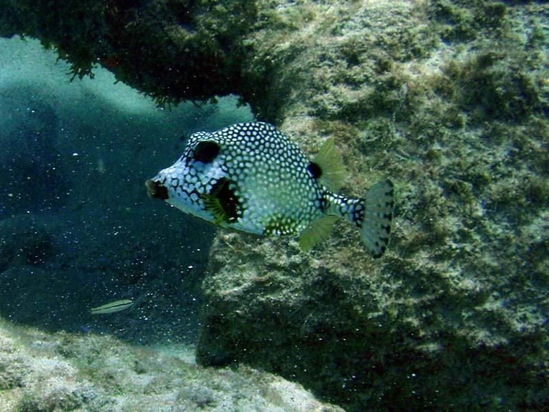 Smooth Trunkfish