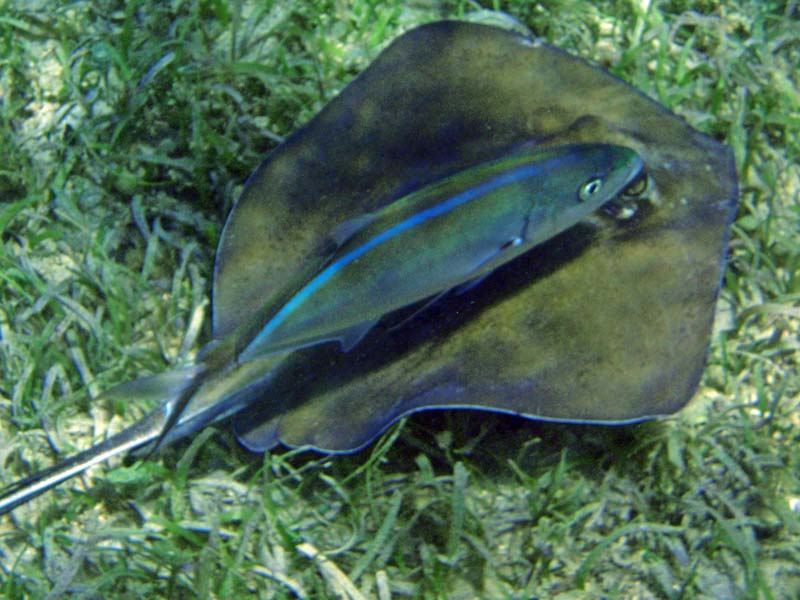 Southern Stingray & Barjack