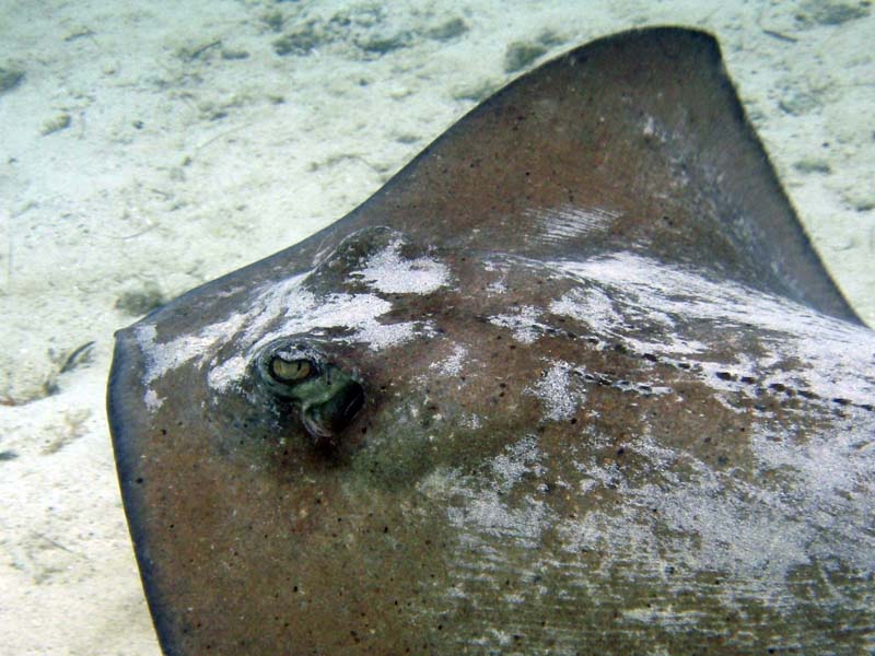 Southern Stingray-3