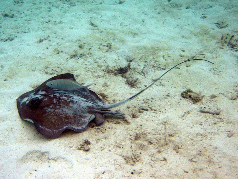 Southern Stingray