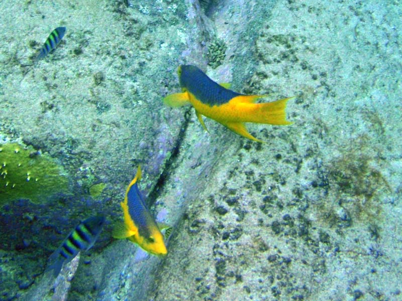 Spanish Hogfish-2