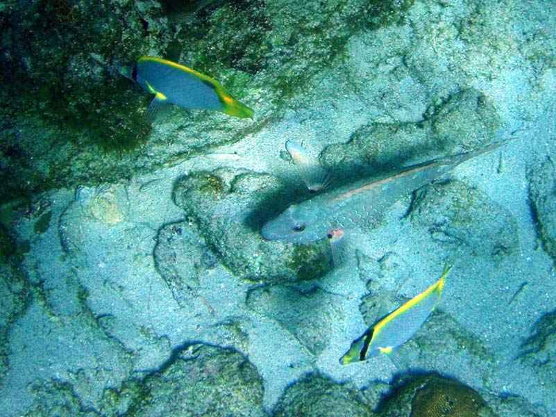 Spotfin Butterflyfish