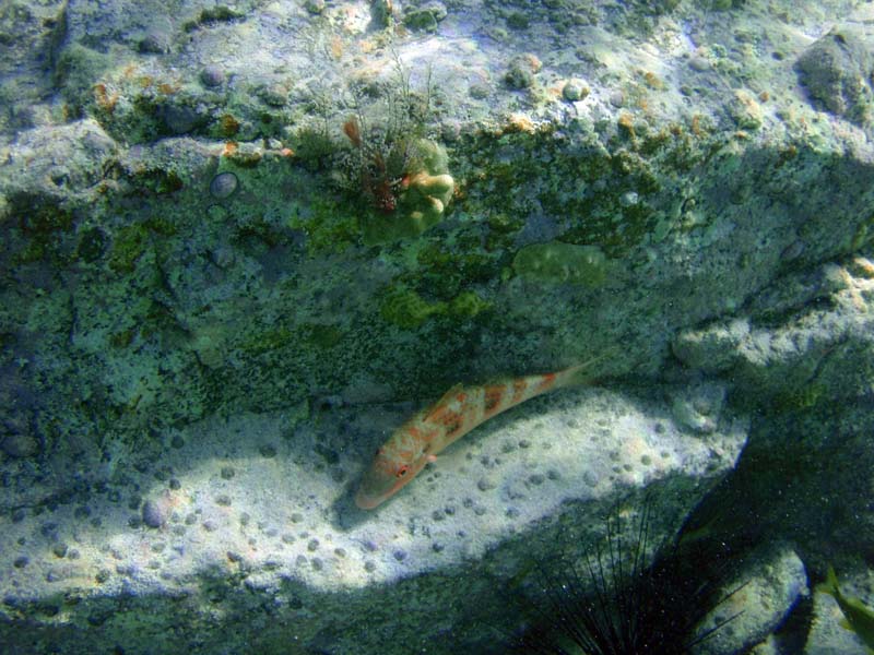 Spotted Goatfish Resting