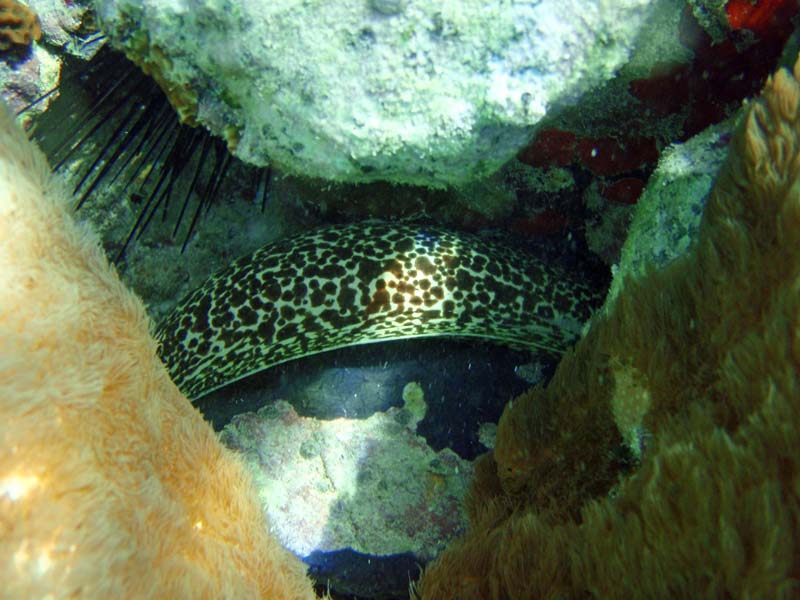 Spotted Morey Eel body