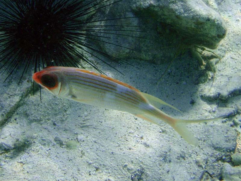 Squirrelfish-2