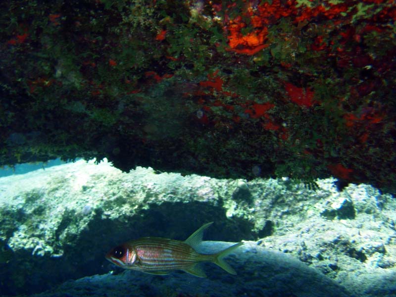 Squirrelfish