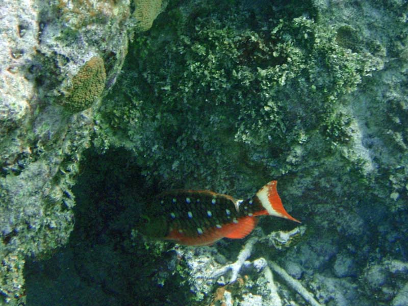 Stoplight Parrotfish Juv