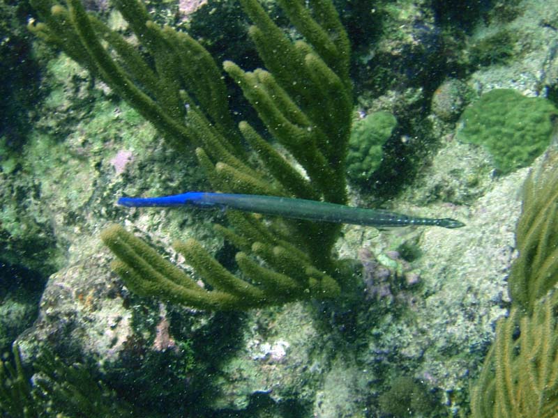 Trumpetfish (Blue Phase)