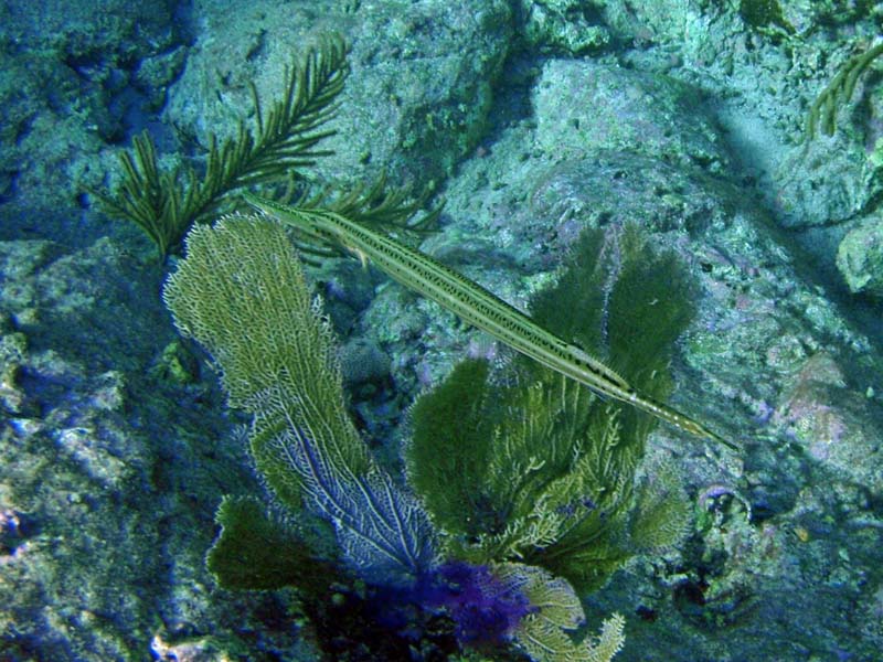 Trumpetfish-2