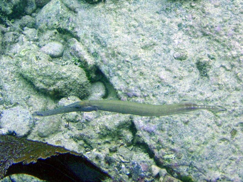 Trumpetfish-3