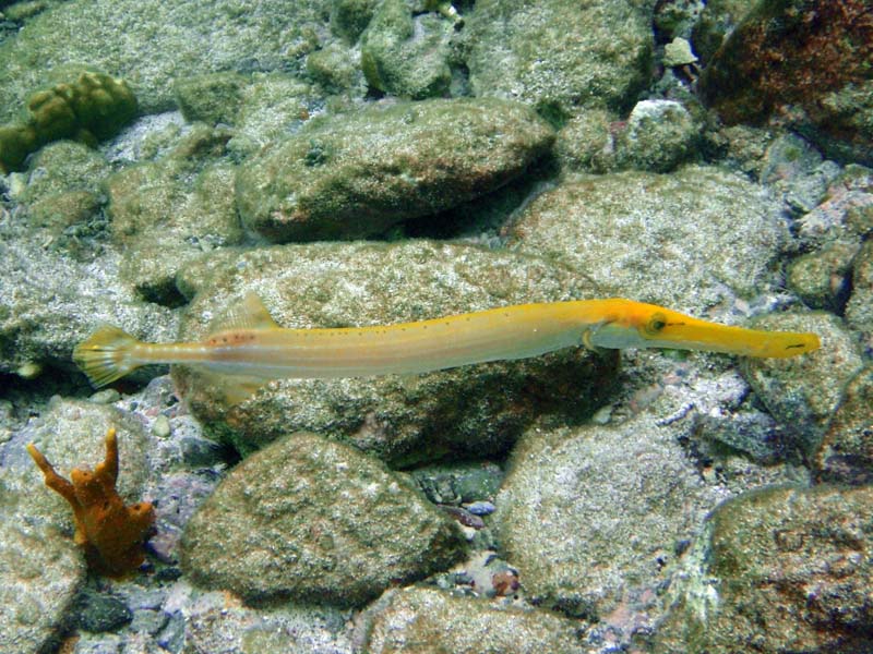 Trumpetfish-4