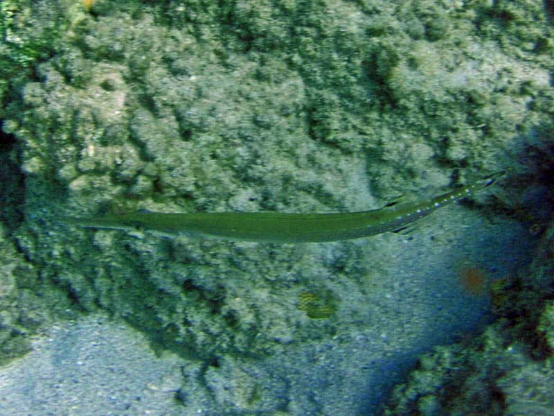 Trumpetfish