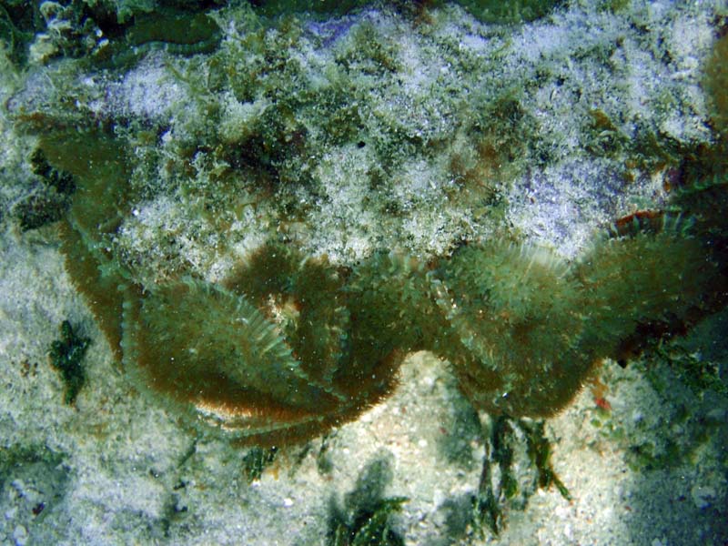 Upsidedown Jellyfish