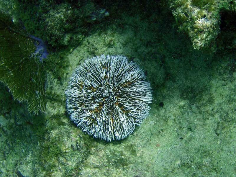 West Indean Sea Egg