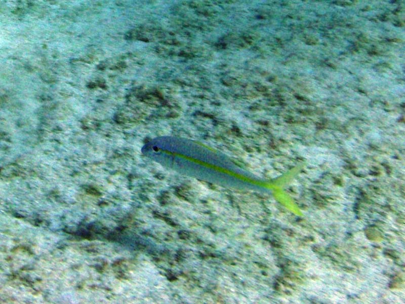 Yellow Goatfish