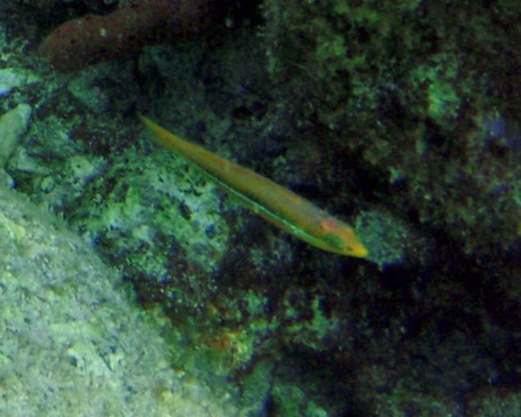 Yellowcheek Wrasse Juv