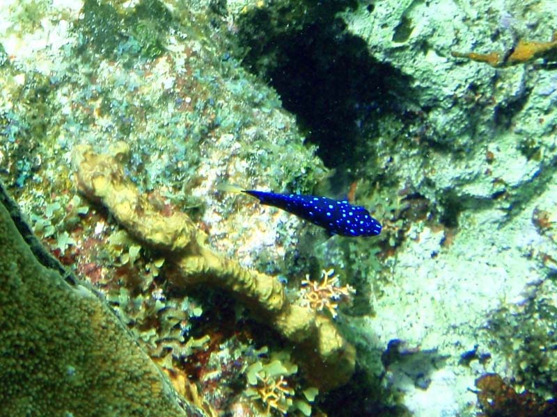 Yellowfin Damselfish Juv