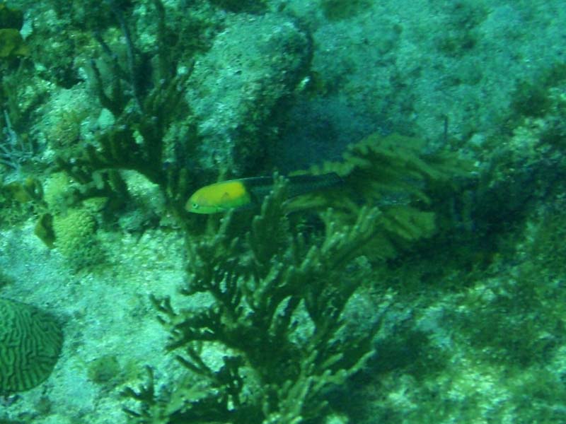 Yellowhead Wrasse