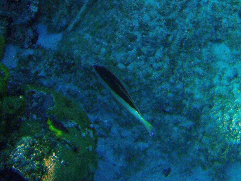 Yellowmouth Grouper Juv-2