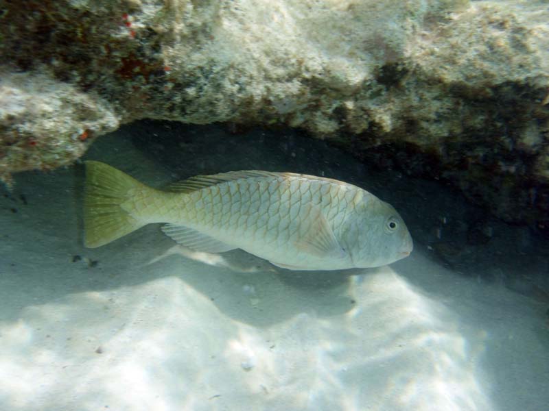 Yellowtail Parrotfish-2