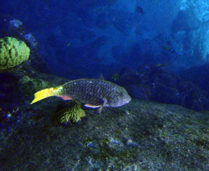 Yellowtail Parrotfish