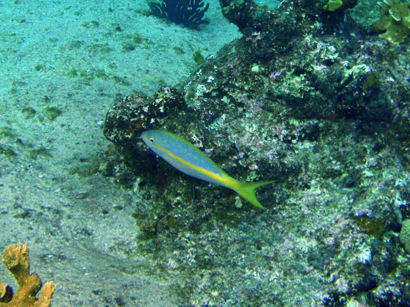 Yellowtail Snapper