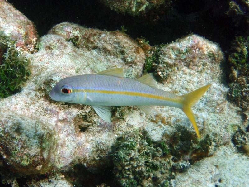 Yellowtyail Snapper