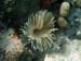 Featherduster Worm