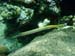 Trumpetfish (Yellow phase)