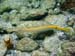 Trumpetfish-4