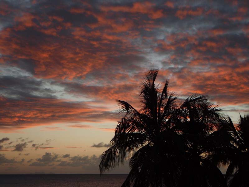 53 Palms at sunset