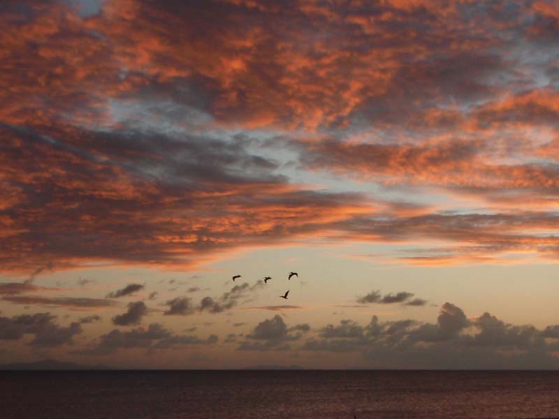 51 Sunset Pelicans