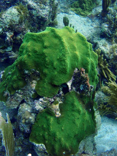 Green Coral