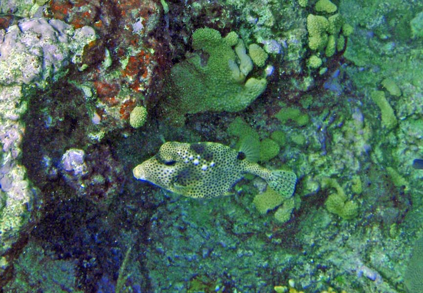 Honeycomb Cowfish