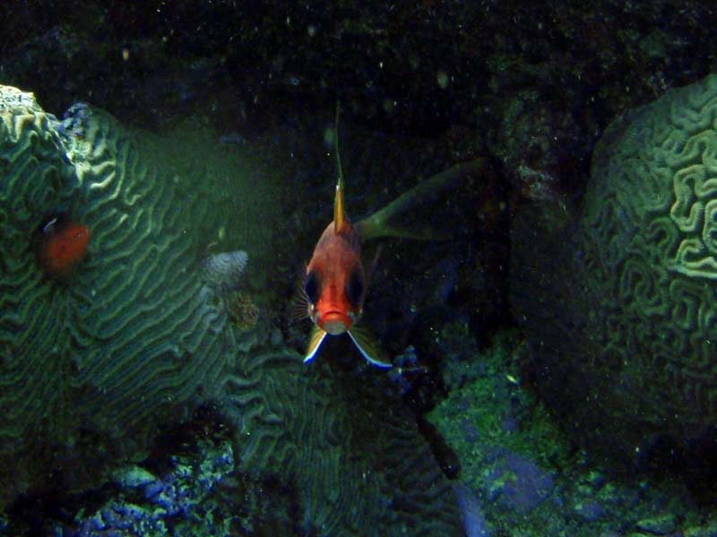 Longspine Squirrelfish-2