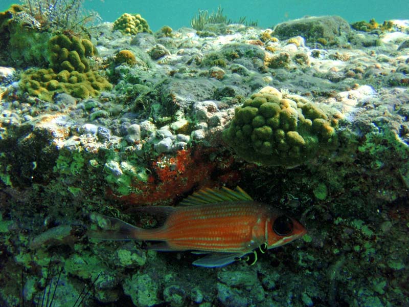 Longspine Squirrelfish