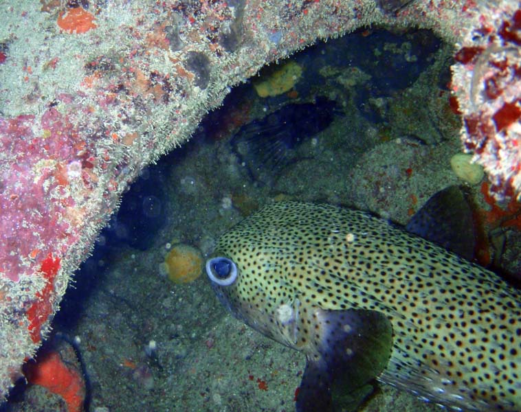 Porcupinefish