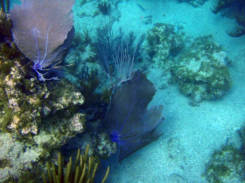 Sea Fan-2