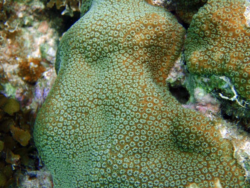 White Encrusted Zoanthid