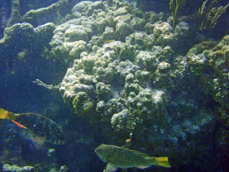 Yellowtail Parrotfish