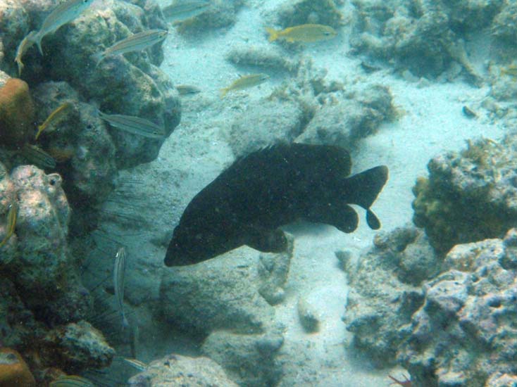 Black Grouper