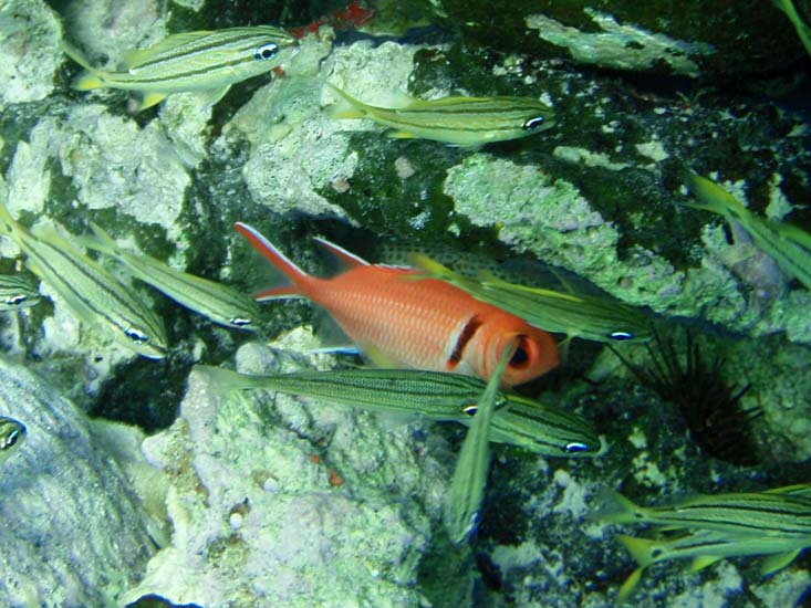 Blackbar Soldierfish