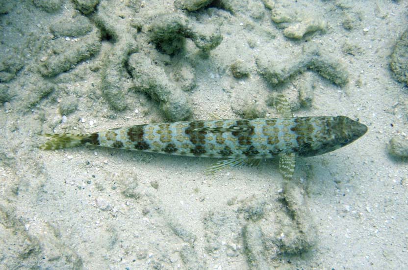 Bleustriped Lizardfish