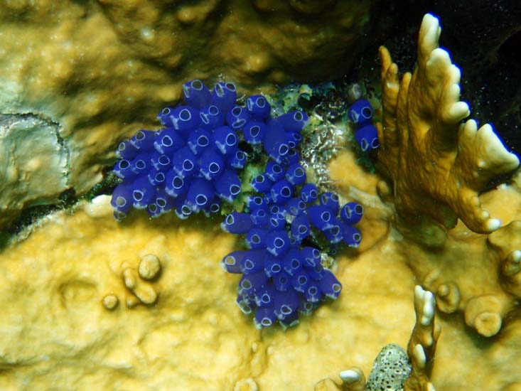 Blue Bell Tunicates