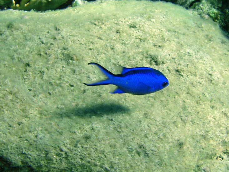 Blue Chromis-2