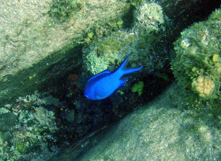 Blue Chromis