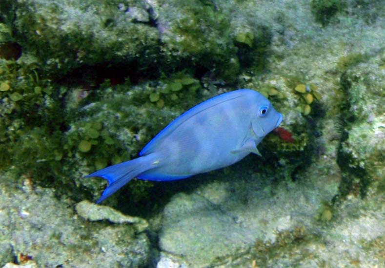 Blue Tang-5