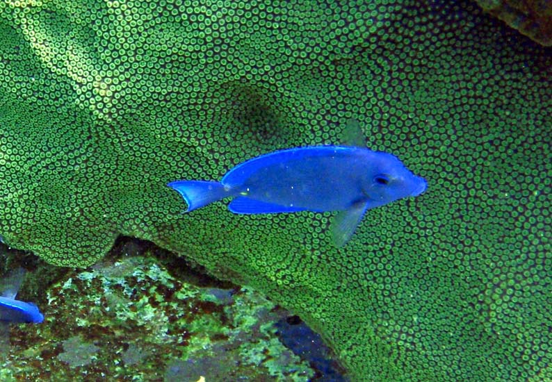 Blue Tang