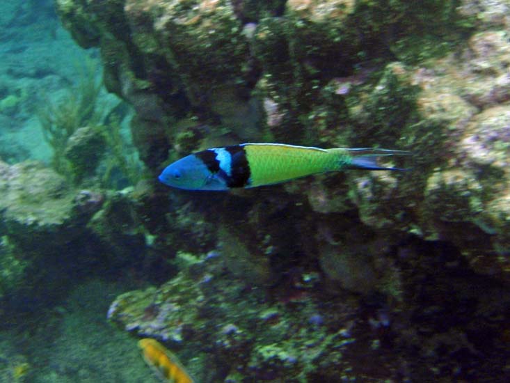 Bluehead Wrasse