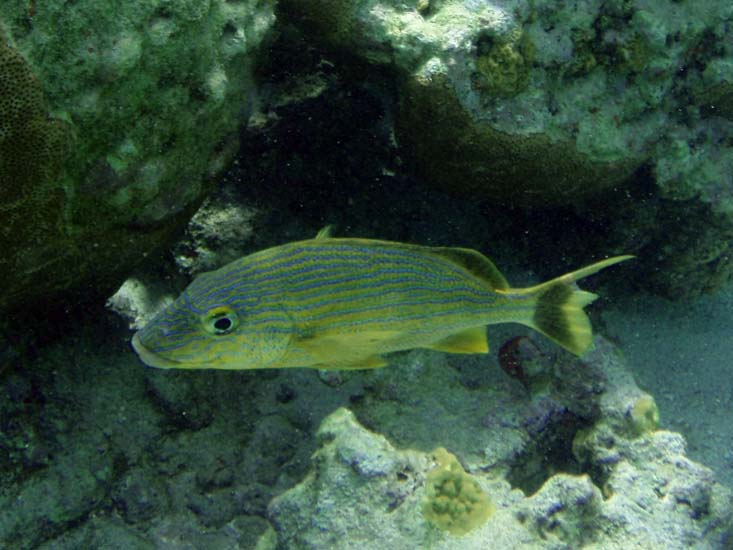 Bluestriped Grunt